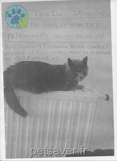 gatta reunited   31600 Eaunes Fripouille