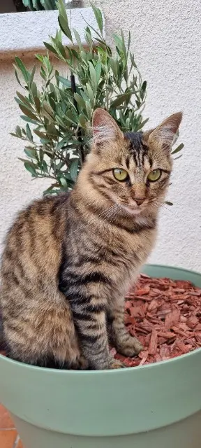 chatte reunited   31330 Merville Ginny
