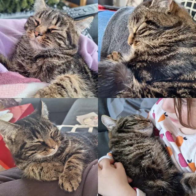 chatte reunited   31190 Miremont Kali