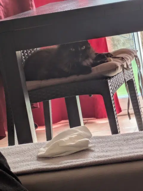 chatte reunited   31240 Saint-Jean Lila