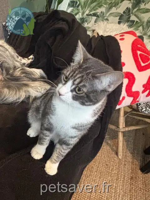 chatte reunited   31270 Cugnaux Link