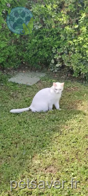 chatte reunited 31600 Eaunes Luna