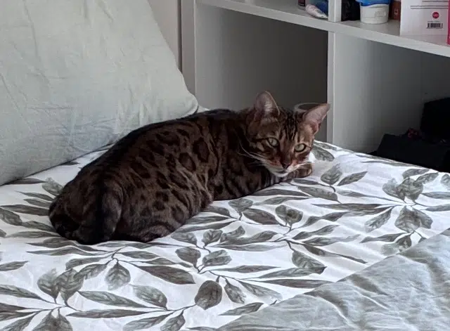 chatte reunited   31150 Lespinasse Luna