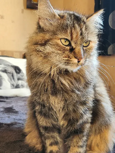 chatte reunited   31820 Pibrac Majesté