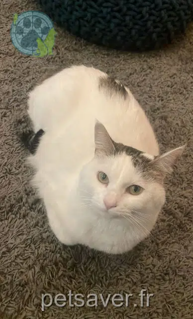 chatte reunited 31700 Beauzelle Maki