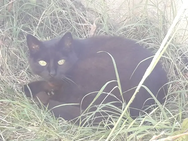 chatte reunited   31130 Quint-Fonsegrives Maya