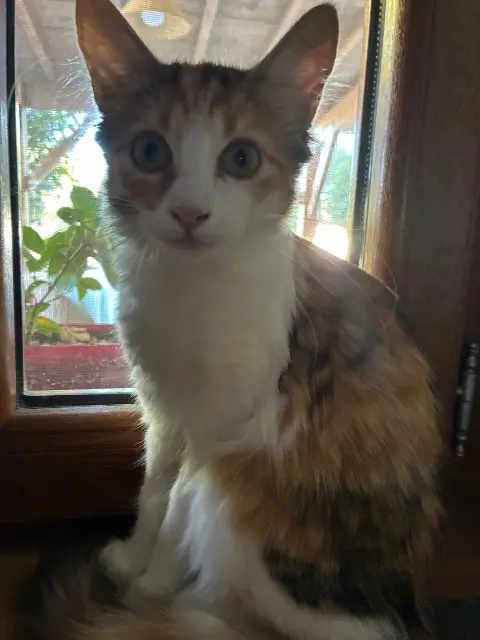 chatte reunited   31700 Cornebarrieu Maya