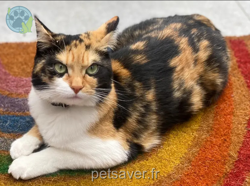 Chatte Perdue 31 Haute-Garonne - Mila Chatte Perdue 31 Haute-Garonne - Mila