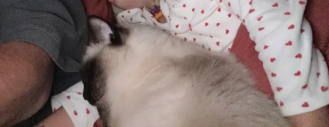 chatte reunited   31320 Castanet-Tolosan Mila