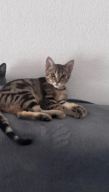 chatte reunited   31150 Gagnac-sur-Garonne Mily