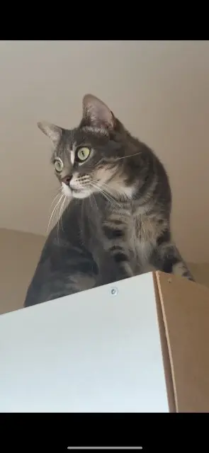 chatte reunited   31360 Beauchalot Mimi