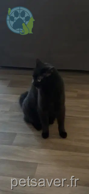gata reunited 31470 Saint-Lys Mimine