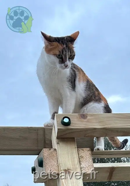chatte reunited   31790 Saint-Jory Mimine