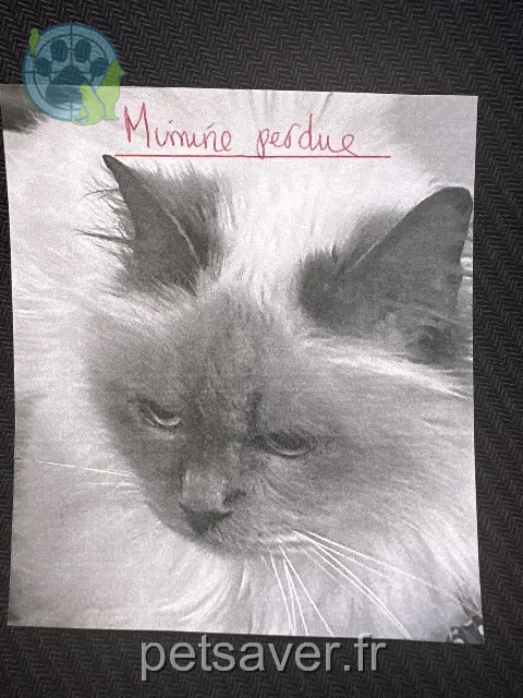 chatte reunited   31120 Roques Mimine