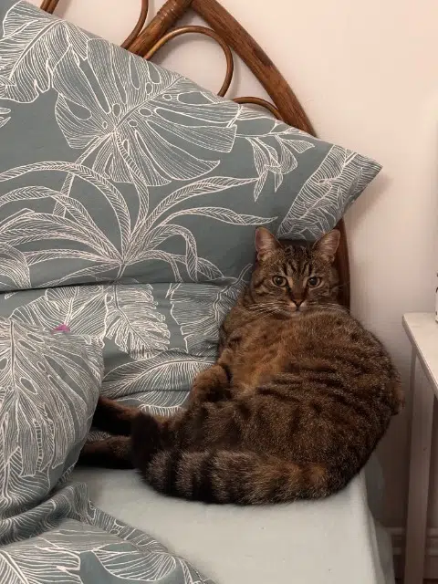 chatte reunited   31390 Carbonne Minette