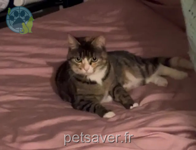 chatte reunited 31700 Blagnac Minouche