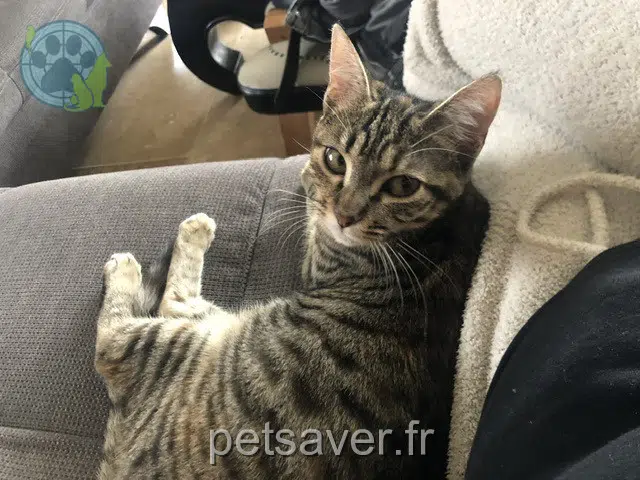 chatte reunited 31780 Castelginest Minouche