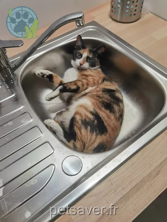 Chatte Perdue 31 Haute-Garonne - Mirri Chatte Perdue 31 Haute-Garonne - Mirri