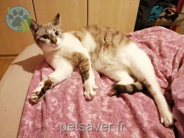 chatte reunited 31260 Montespan Narnia