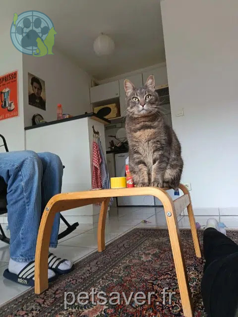 chatte reunited 31170 Tournefeuille Naïa
