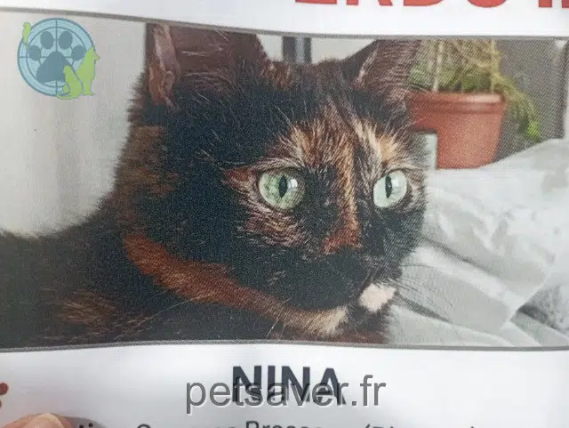 chatte reunited 31700 Blagnac Nina