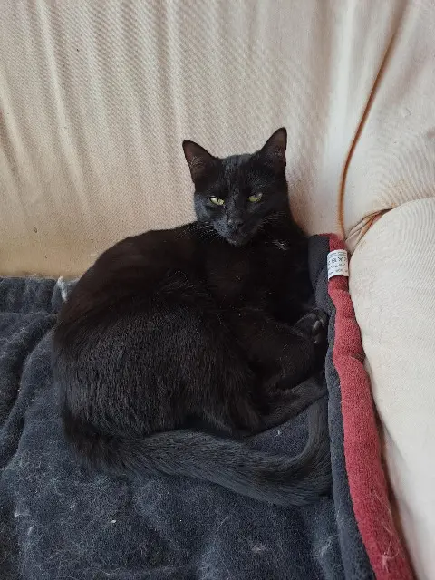 chatte reunited   31700 Blagnac Onça