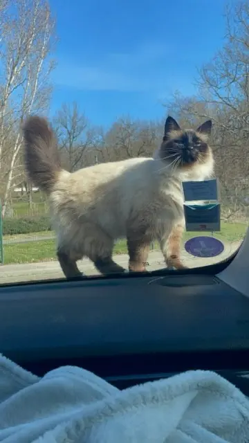 chatte reunited   31240 Saint-Jean Opale