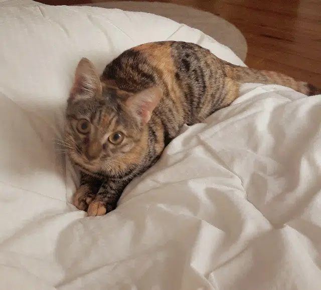 chatte reunited   31240 L'Union Patpat