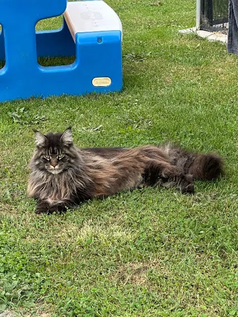 chatte reunited   31190 Auterive Perle