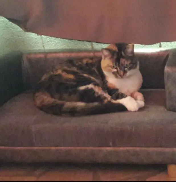 chatte reunited   31150 Gagnac-sur-Garonne POOH