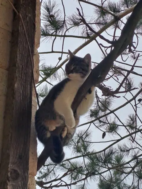 chatte reunited   31410 Lavernose-Lacasse Poucette