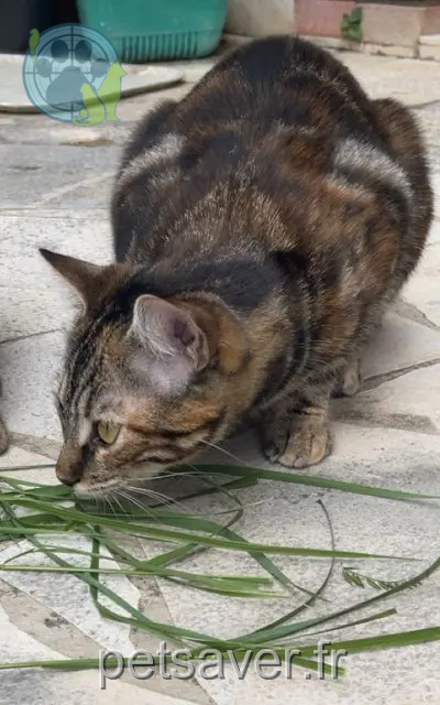chatte reunited 31120 Portet-sur-Garonne Princesse