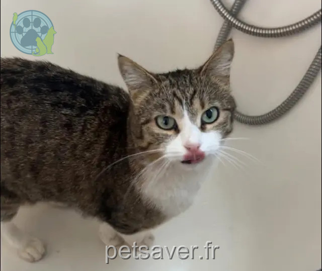 chatte reunited   31770 Colomiers Radja