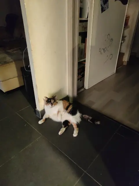 chatte reunited   31170 Tournefeuille Reglisse