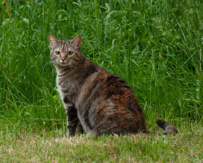 Chatte Trouvée 31 Haute-Garonne Chatte Trouvée 31 Haute-Garonne