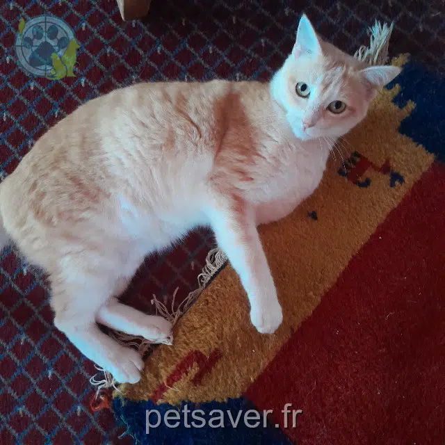 chatte reunited 31530 Sainte-Livrade Pepette