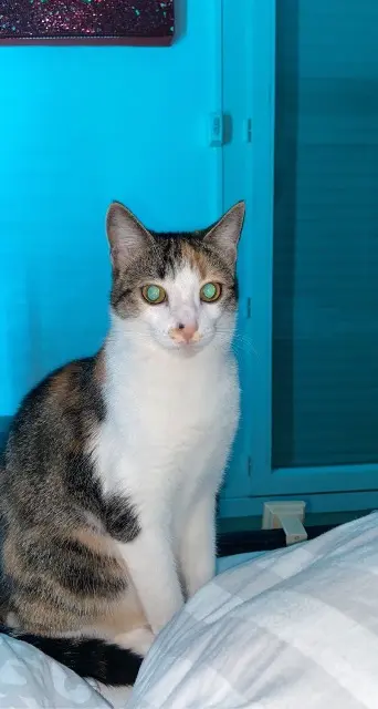 chatte reunited   31700 Blagnac Shanel