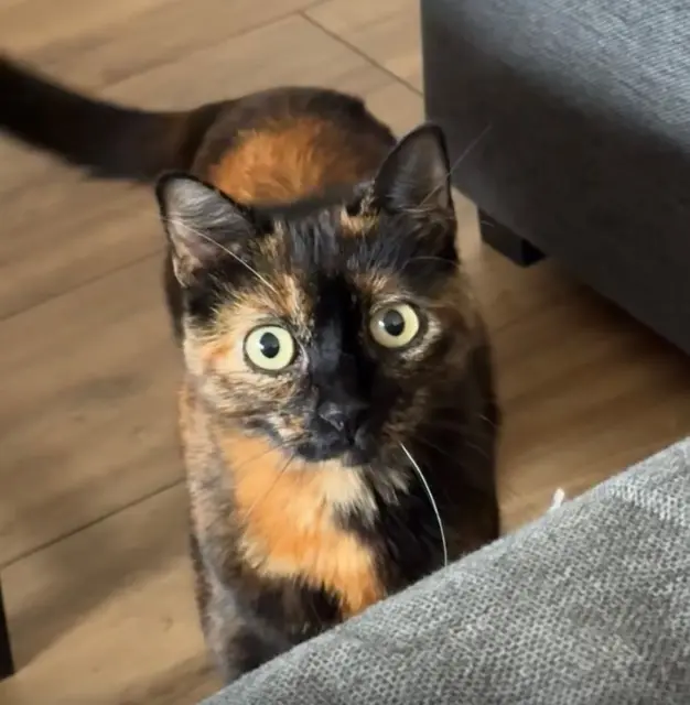 chatte reunited   31810 Venerque Shanie