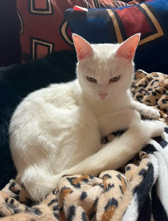 Chatte Perdue 31 Haute-Garonne - Sushi Chatte Perdue 31 Haute-Garonne - Sushi