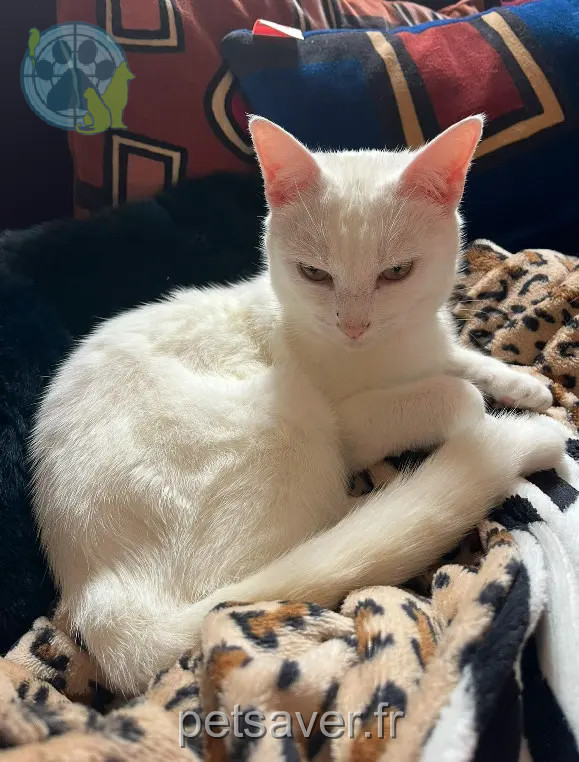Chatte Perdue 31 Haute-Garonne - Sushi Chatte Perdue 31 Haute-Garonne - Sushi