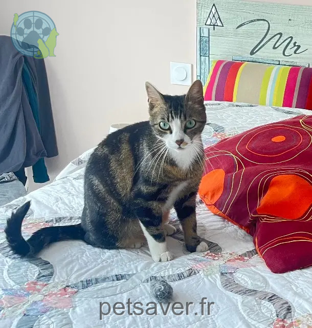 chatte reunited   31450 Deyme Sybelle