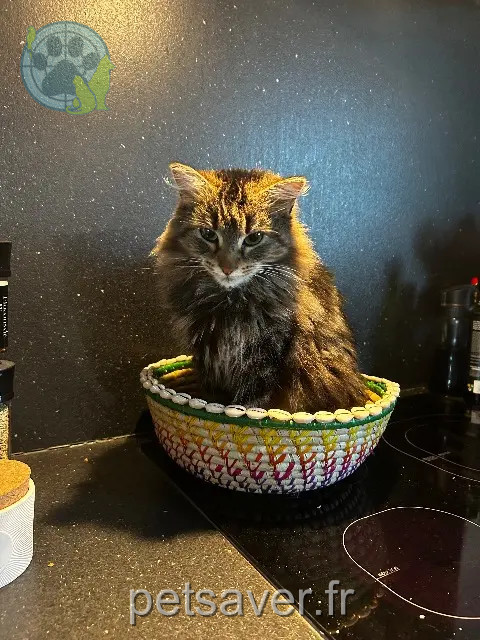 chatte reunited 31600 Saint-Clar-de-Rivière Thaïs
