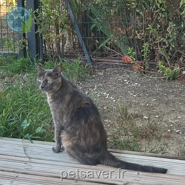 chatte reunited   31700 Blagnac Tia