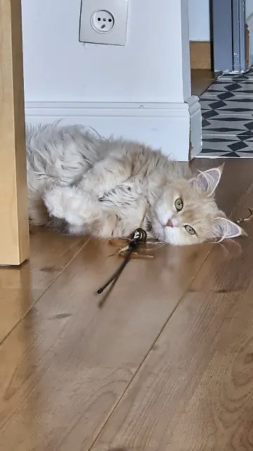 chatte reunited   31520 Ramonville-Saint-Agne Tokyo