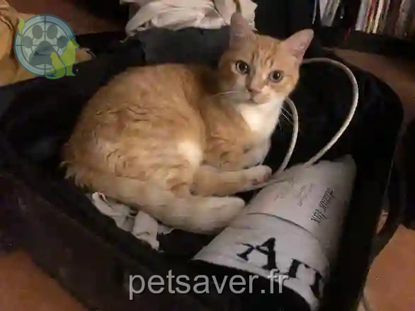 Chatte Trouvée 31 Haute-Garonne Toulouse - Achoka Chatte Trouvée 31 Haute-Garonne Toulouse - Achoka