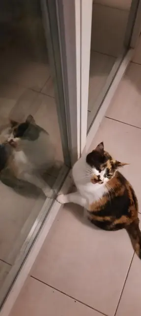 chatte reunited    Toulouse Addagio