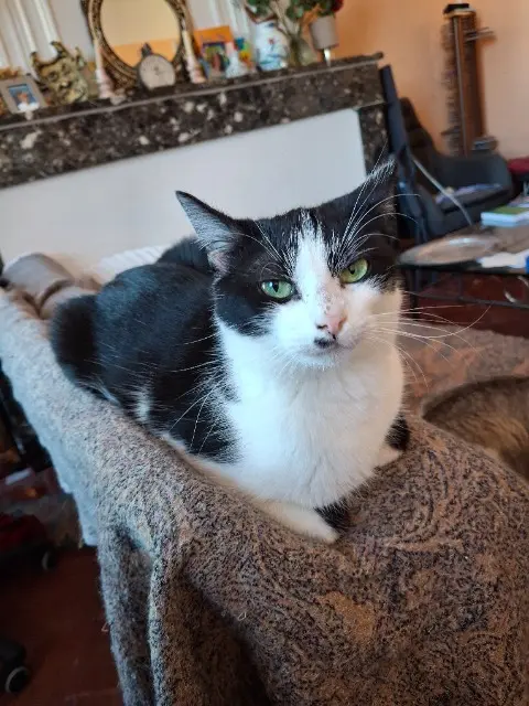chatte reunited    Toulouse ANGELINE