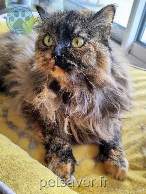 gatta reunited Toulouse APHRODITE