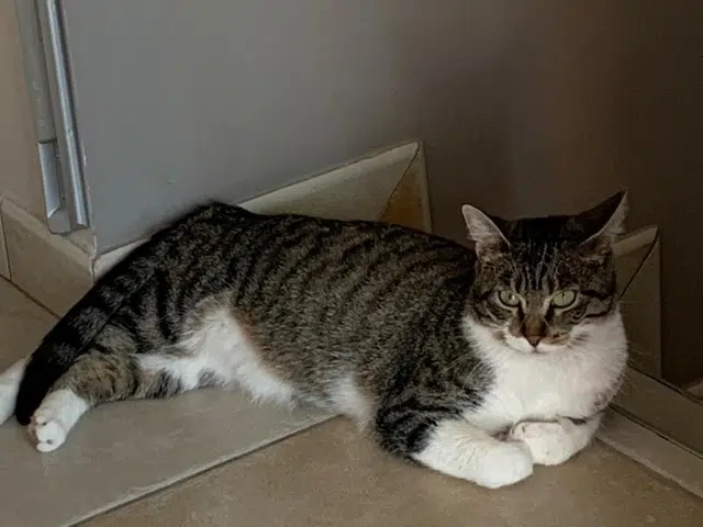 chatte reunited    Toulouse Arwenn