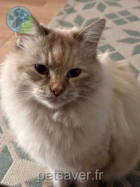 chatte reunited    Toulouse Bianca